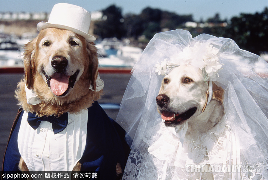 網紅范十足 盤點動物界選手“人模人樣”