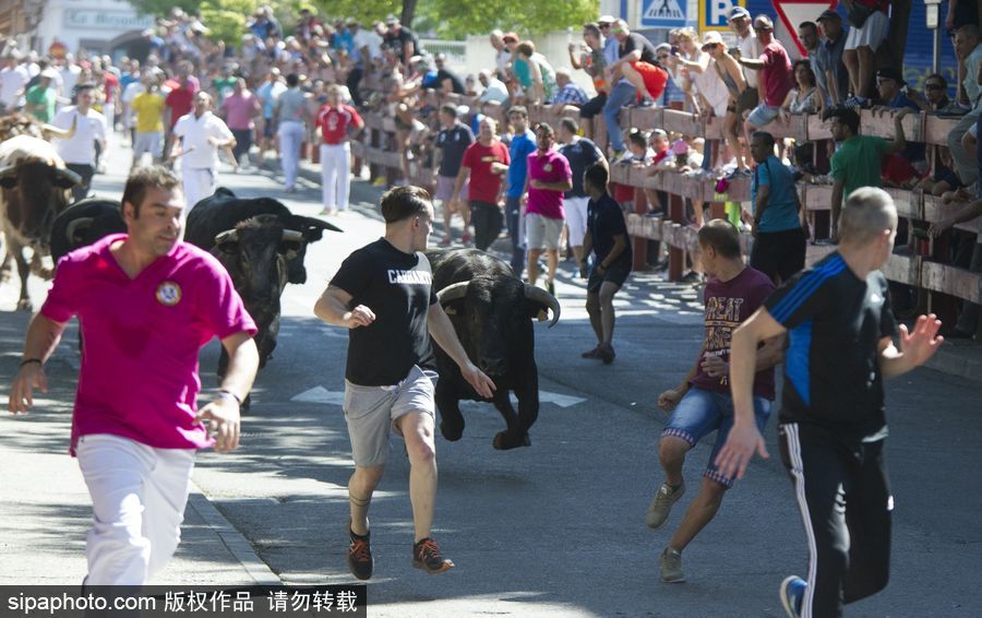 西班牙托雷洪市舉行奔牛節(jié)活動 眾壯漢遭公牛追逐落荒而逃