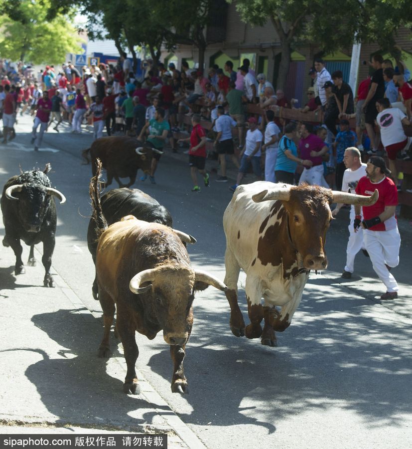 西班牙托雷洪市舉行奔牛節活動 眾壯漢遭公牛追逐落荒而逃