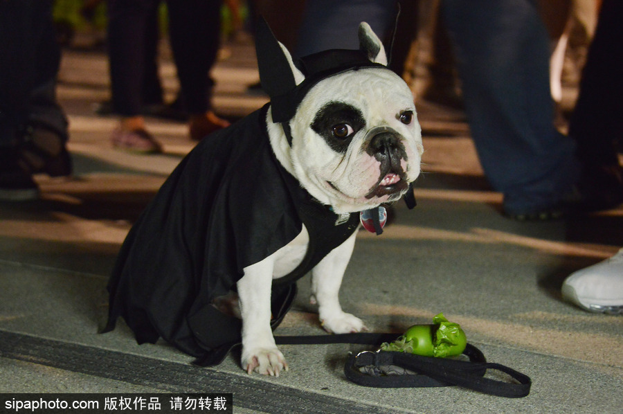 洛杉磯市政廳大樓亮蝙蝠俠信號燈 悼念“蝙蝠俠”飾演者亞當(dāng)·韋斯特