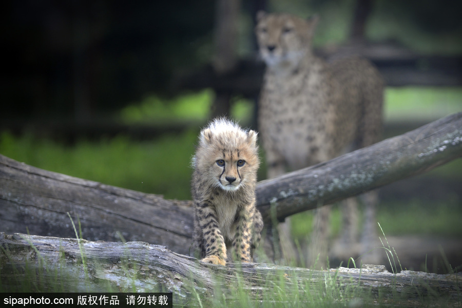捷克動物園內小獵豹首次隨媽媽外出 軟萌可愛