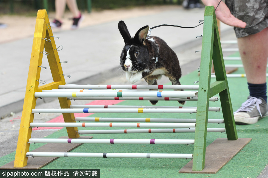 萌殺你的兔子！看德國“Kaninhop兔子障礙賽”上的運動健兒們