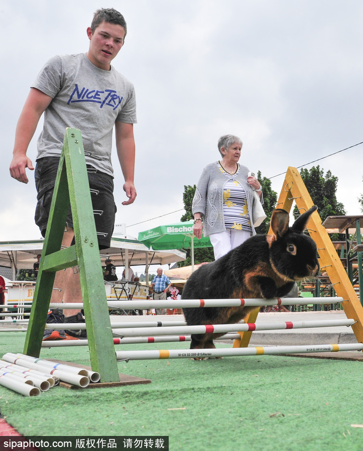 萌殺你的兔子！看德國“Kaninhop兔子障礙賽”上的運動健兒們