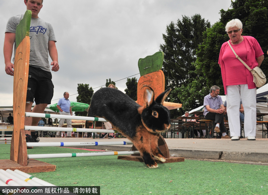 萌殺你的兔子！看德國“Kaninhop兔子障礙賽”上的運動健兒們