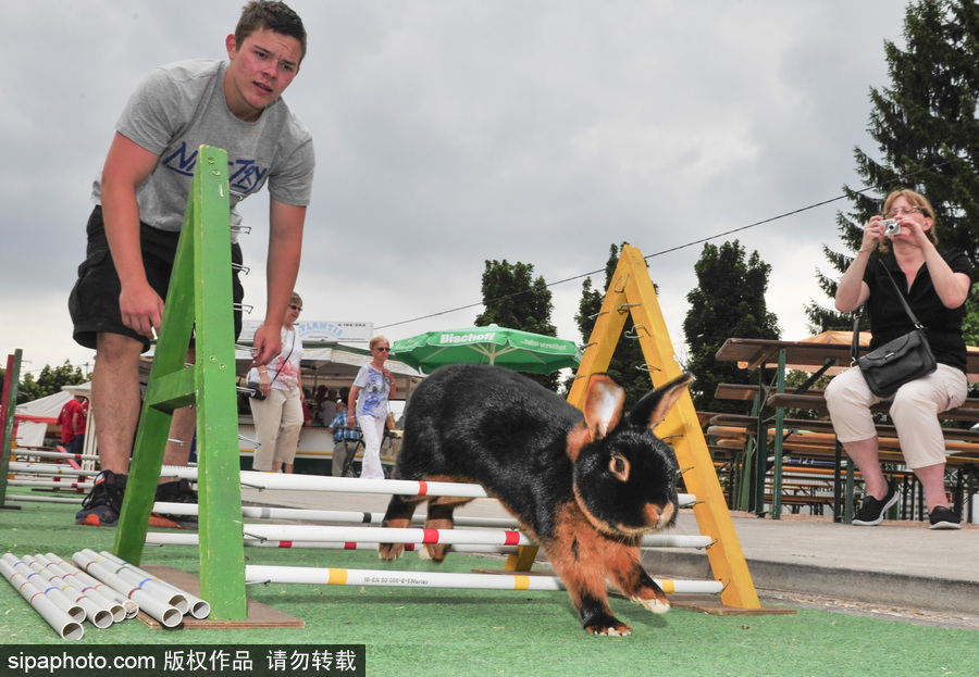 萌殺你的兔子！看德國“Kaninhop兔子障礙賽”上的運(yùn)動健兒們