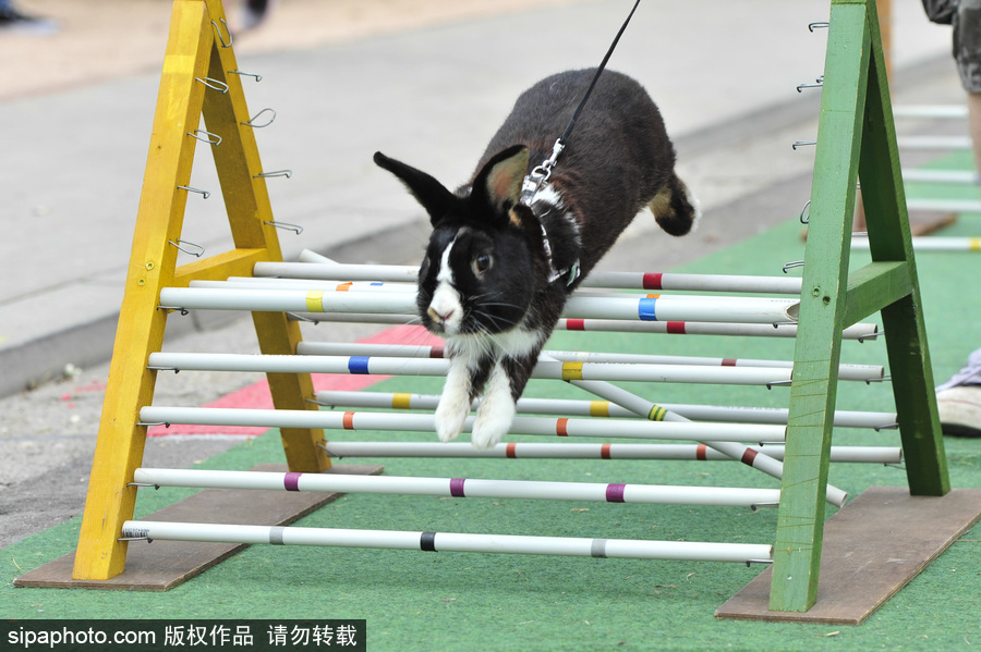 萌殺你的兔子！看德國“Kaninhop兔子障礙賽”上的運動健兒們