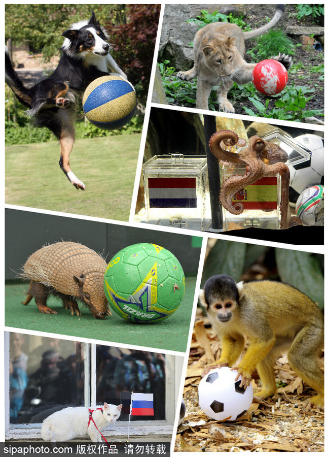 原來神奇的動(dòng)物在這里！盤點(diǎn)動(dòng)物界玩轉(zhuǎn)體育的異能高手