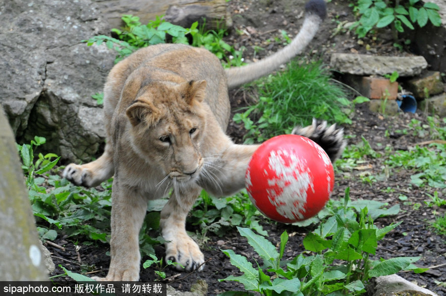 原來(lái)神奇的動(dòng)物在這里！盤點(diǎn)動(dòng)物界玩轉(zhuǎn)體育的異能高手
