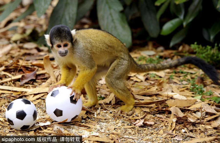 原來神奇的動物在這里！盤點動物界玩轉(zhuǎn)體育的異能高手