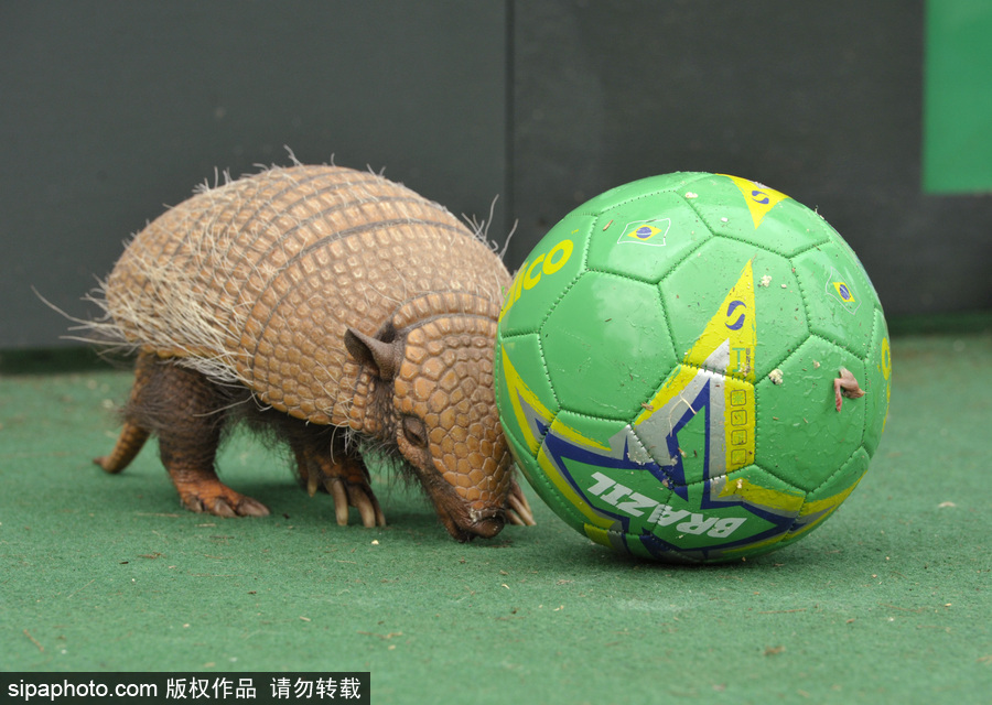 原來神奇的動物在這里！盤點動物界玩轉體育的異能高手