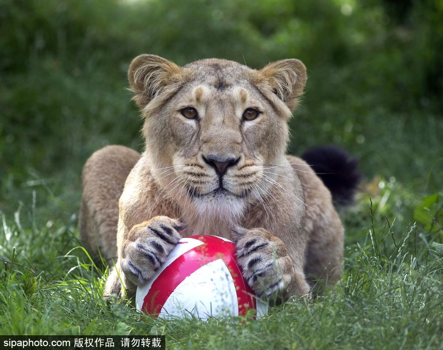 原來神奇的動物在這里！盤點動物界玩轉體育的異能高手