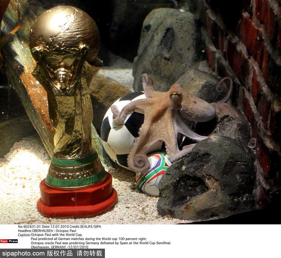 原來神奇的動物在這里！盤點動物界玩轉體育的異能高手