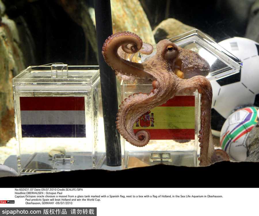 原來(lái)神奇的動(dòng)物在這里！盤(pán)點(diǎn)動(dòng)物界玩轉(zhuǎn)體育的異能高手