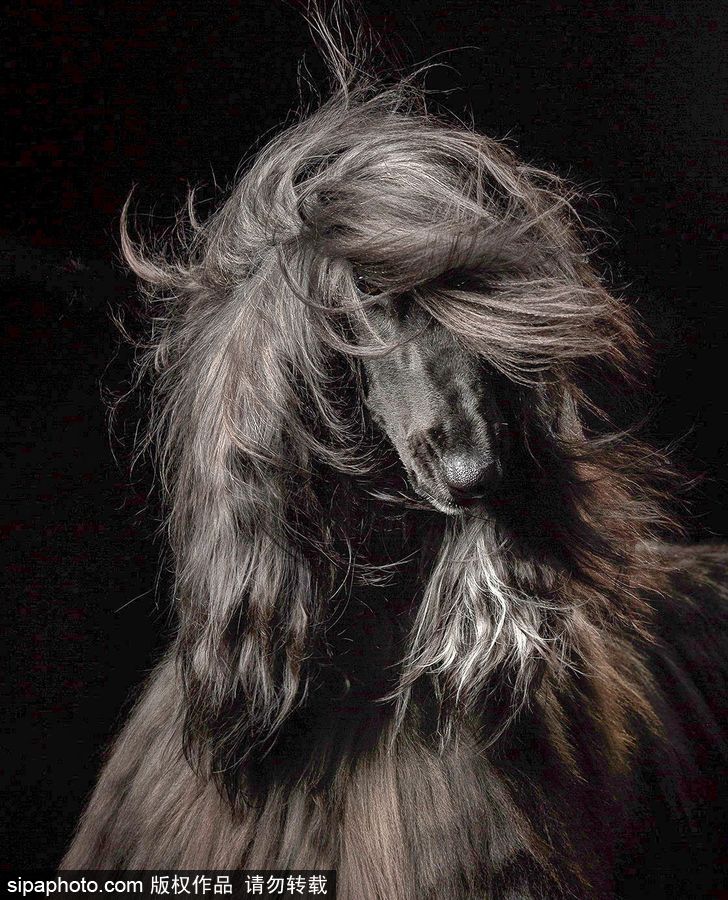 人類最好的朋友 英國年度狗狗攝影師獲獎(jiǎng)作品