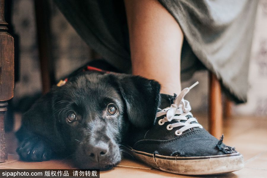 人類最好的朋友 英國年度狗狗攝影師獲獎作品