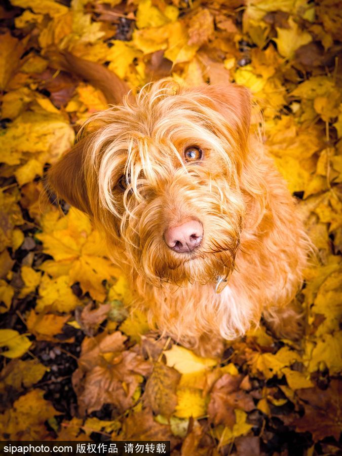 人類最好的朋友 英國年度狗狗攝影師獲獎(jiǎng)作品