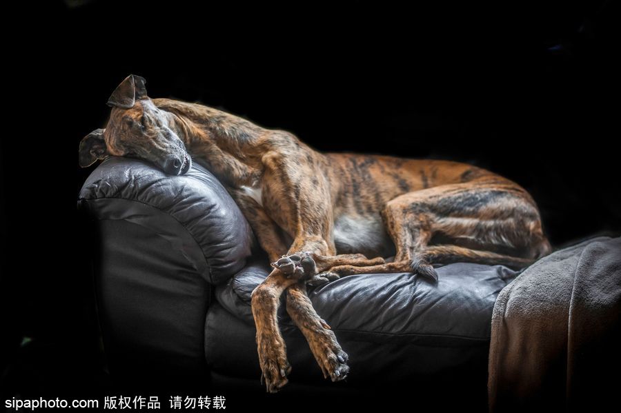人類最好的朋友 英國(guó)年度狗狗攝影師獲獎(jiǎng)作品