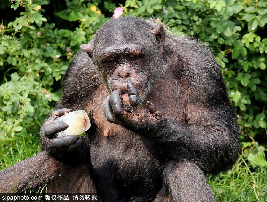 英國(guó)高溫 黑猩猩享用冰塊食物逗趣十足