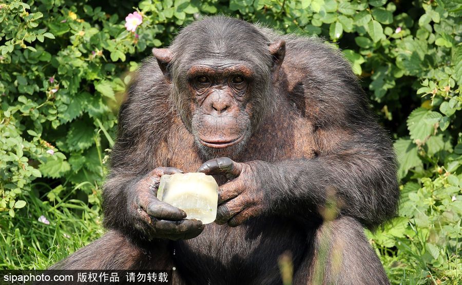 英國(guó)高溫 黑猩猩享用冰塊食物逗趣十足