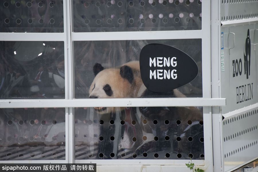 中國大熊貓“夢(mèng)夢(mèng)”“嬌慶”抵達(dá)德國柏林 時(shí)隔五年德民眾再迎大熊貓