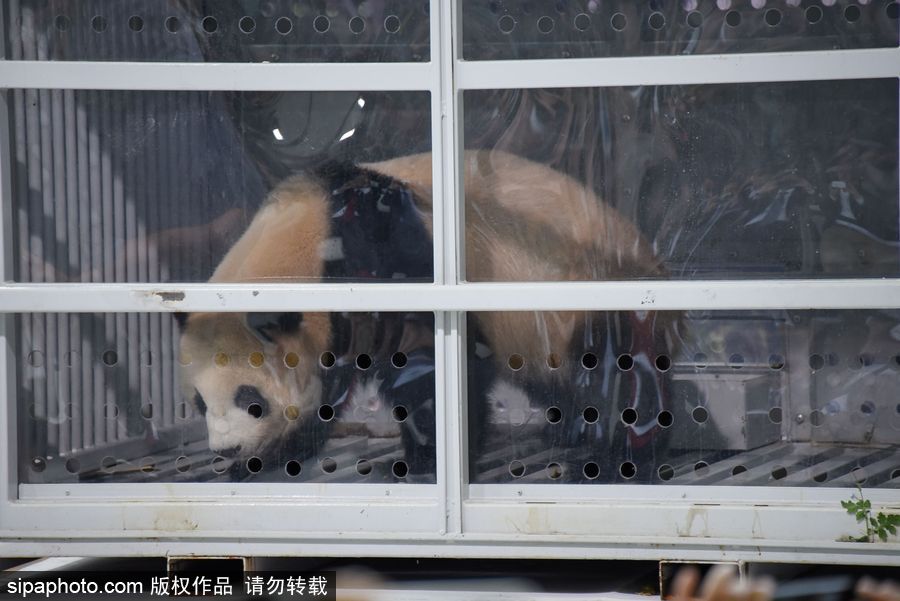 中國大熊貓“夢夢”“嬌慶”抵達德國柏林 時隔五年德民眾再迎大熊貓