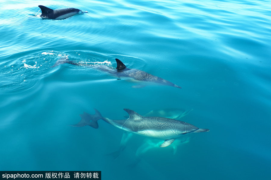 藍到“發(fā)光” 海豚外表竟擁有“藝術(shù)線條”神奇絕美