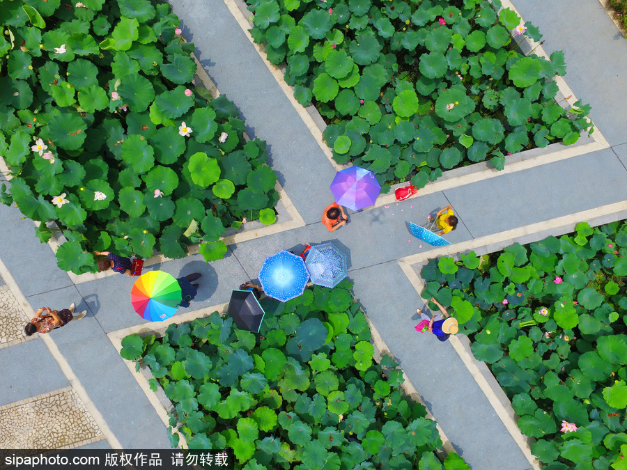 南京萬(wàn)畝荷塘碧葉連天 航拍清新綠“蓮海”蔚為壯觀(guān)