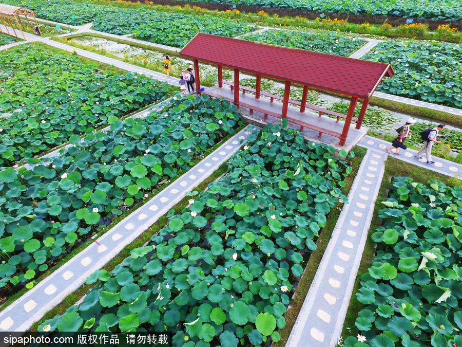 南京萬畝荷塘碧葉連天 航拍清新綠“蓮海”蔚為壯觀