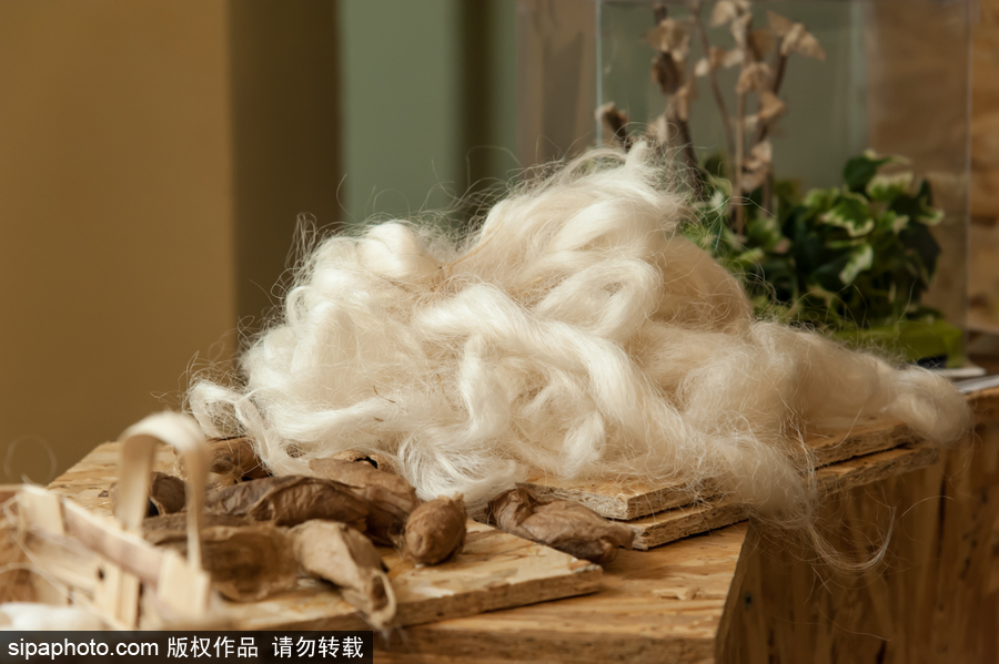 意大利舉辦蝴蝶展 完美詮釋蝴蝶發(fā)育四個(gè)階段