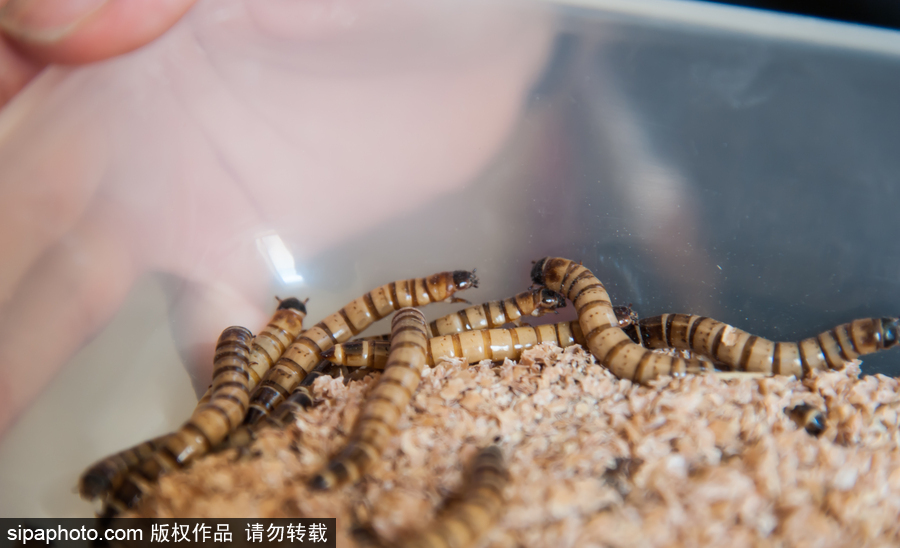 意大利舉辦蝴蝶展 完美詮釋蝴蝶發(fā)育四個(gè)階段