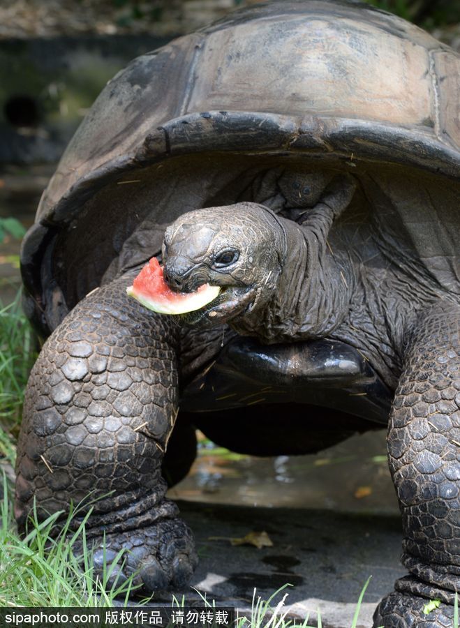 動物也瘋狂！炎炎夏日動物解暑降溫也賣萌
