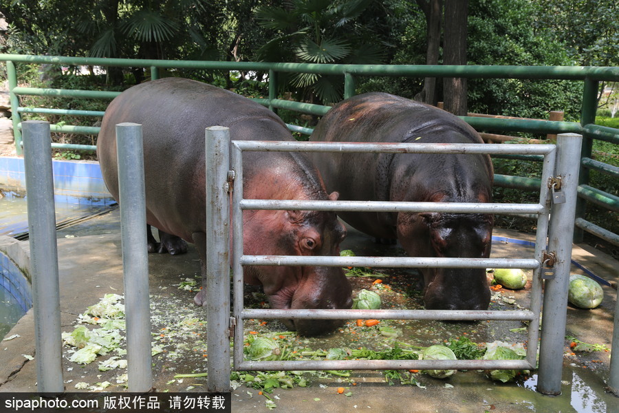 鄭州：動物避暑各出奇招 啃冰泡澡吃瓜無所不能