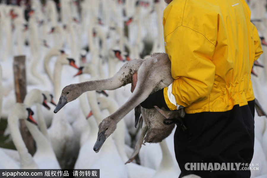 英國(guó)：白天鵝大“派對(duì)” 匯聚飼養(yǎng)場(chǎng)場(chǎng)面十分壯觀(guān)