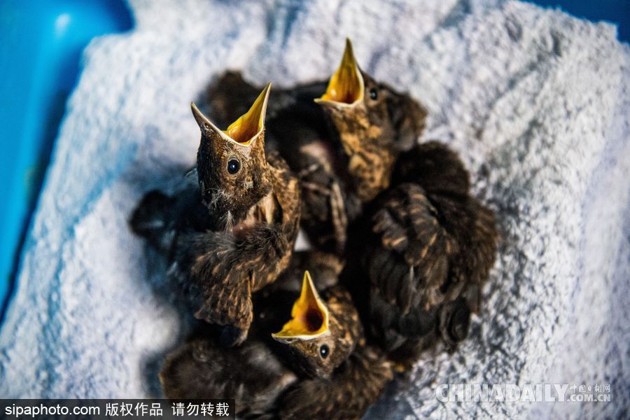 荷蘭：受動物保護者照顧的“孤兒”小鳥 嗷嗷待哺萌態十足