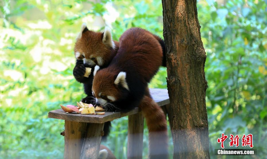 武漢持續晴熱高溫 動物避暑萌態盡顯
