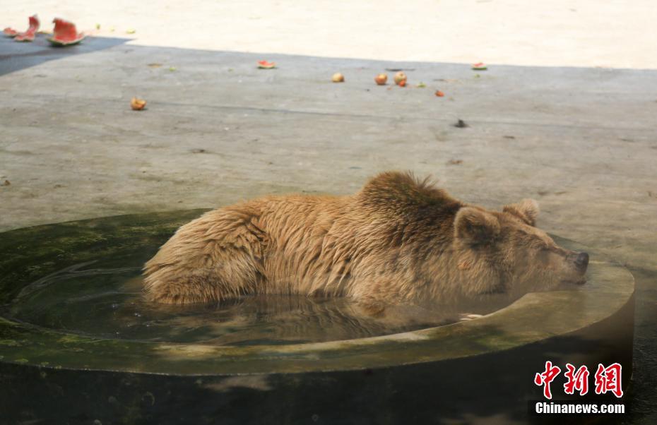 武漢持續晴熱高溫 動物避暑萌態盡顯