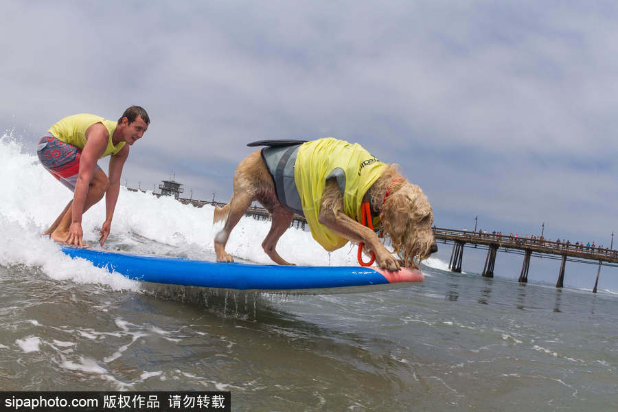 狗狗也沖浪！實拍美國加州小狗沖浪瞬間 妙趣橫生萌態十足