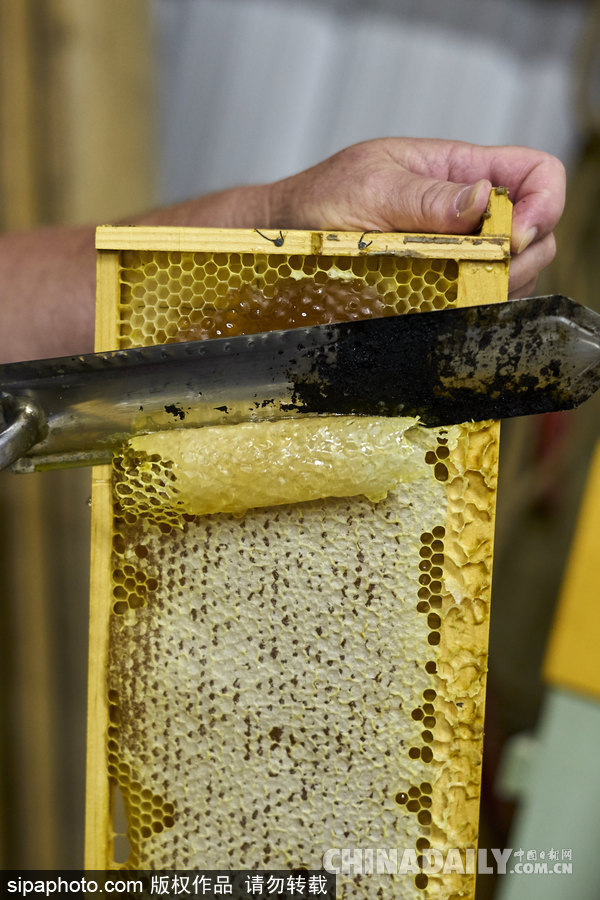 探訪美國弗農養蜂場 滴滴香甜原生態