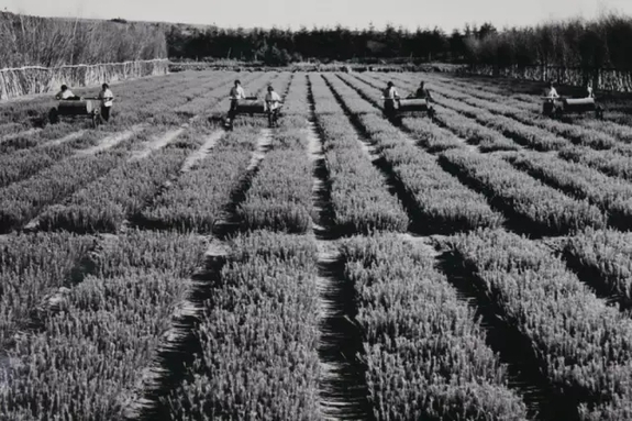 英國小哥到河北塞罕壩避暑，竟意外收獲了一個美麗的故事丨好運中國