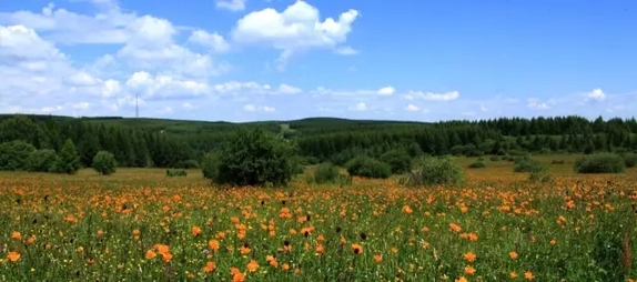 英國小哥到河北塞罕壩避暑，竟意外收獲了一個美麗的故事丨好運中國