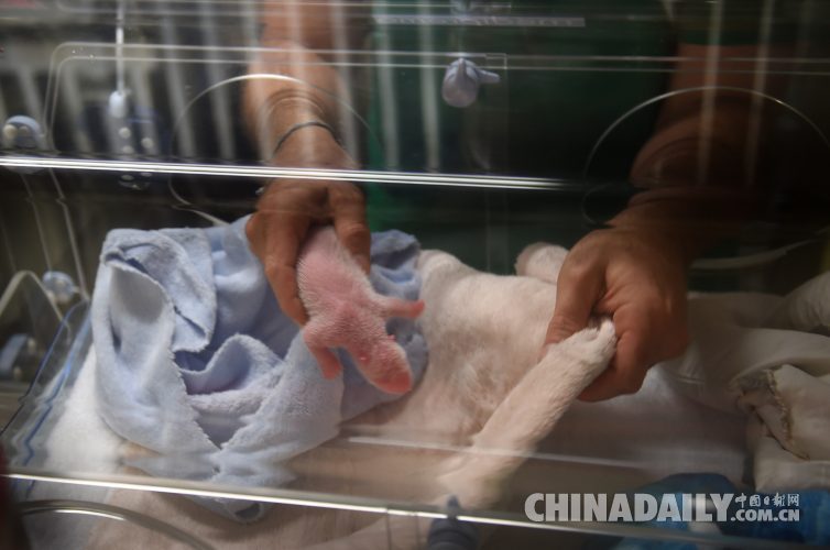 旅居法國熊貓產雙胞胎 一只存活狀態很好