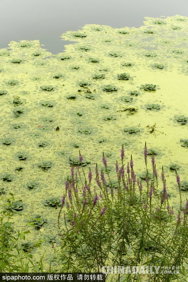 美國紐堡藍綠藻類泛濫成災 河水散發惡臭