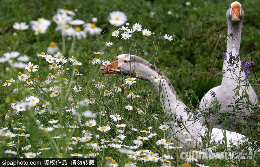 俄羅斯村莊里的“澳大利亞農(nóng)場(chǎng)” 充滿田園自然風(fēng)情