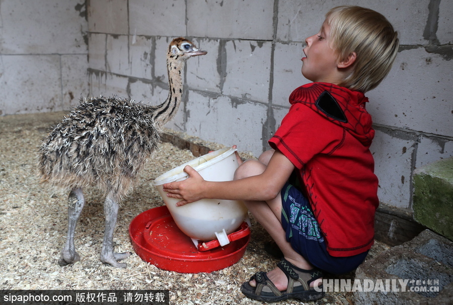 俄羅斯村莊里的“澳大利亞農(nóng)場” 充滿田園自然風(fēng)情