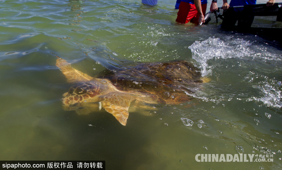 美國(guó)一紅海龜接受康復(fù)治療后回歸大自然