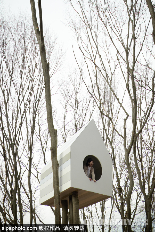 令人驚嘆！日本建筑公司筑起共享樹屋 人類可與鳥兒在屋內同住