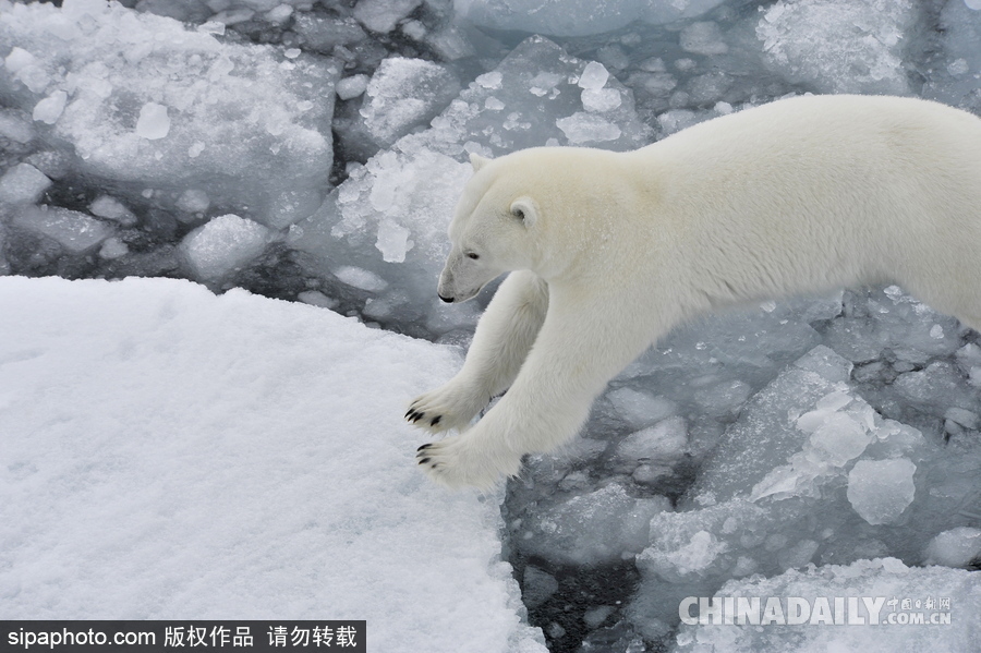 冰面上的北極熊 悠閑散步呆萌十足