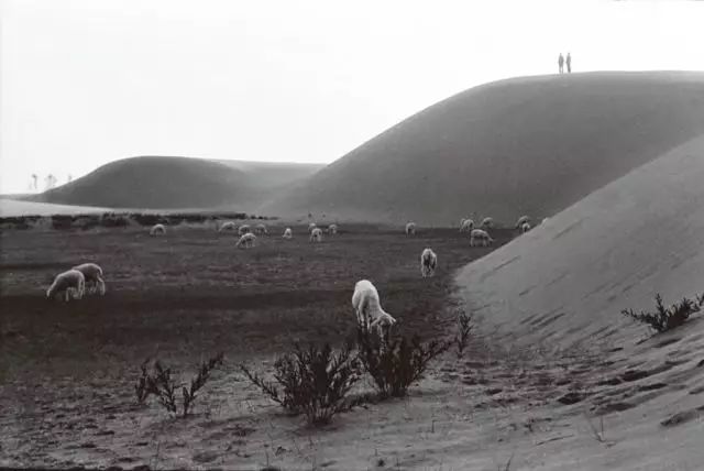 實拍:“風沙之城”鄂爾多斯的治沙傳奇