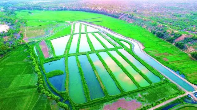 實拍:“風沙之城”鄂爾多斯的治沙傳奇