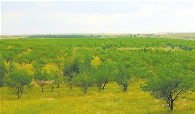 河洛圖小流域水土保持綜合治理區(qū): 綠意滋潤 美富兼收